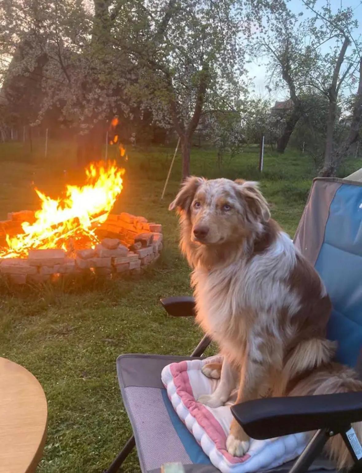 Villaharmony Wartet Auf Familien Mit Hund! Lommatzsch Buitenkant foto